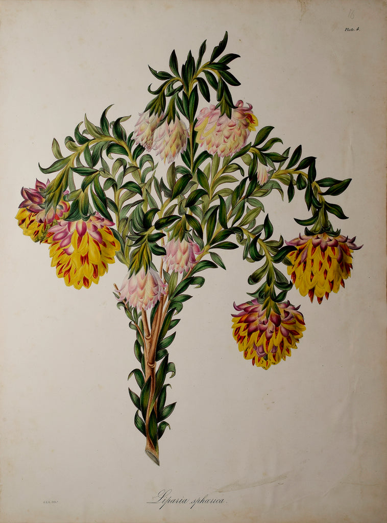 Arabella Elizabeth Roupell, Liparia Sphaerica – Arader Galleries