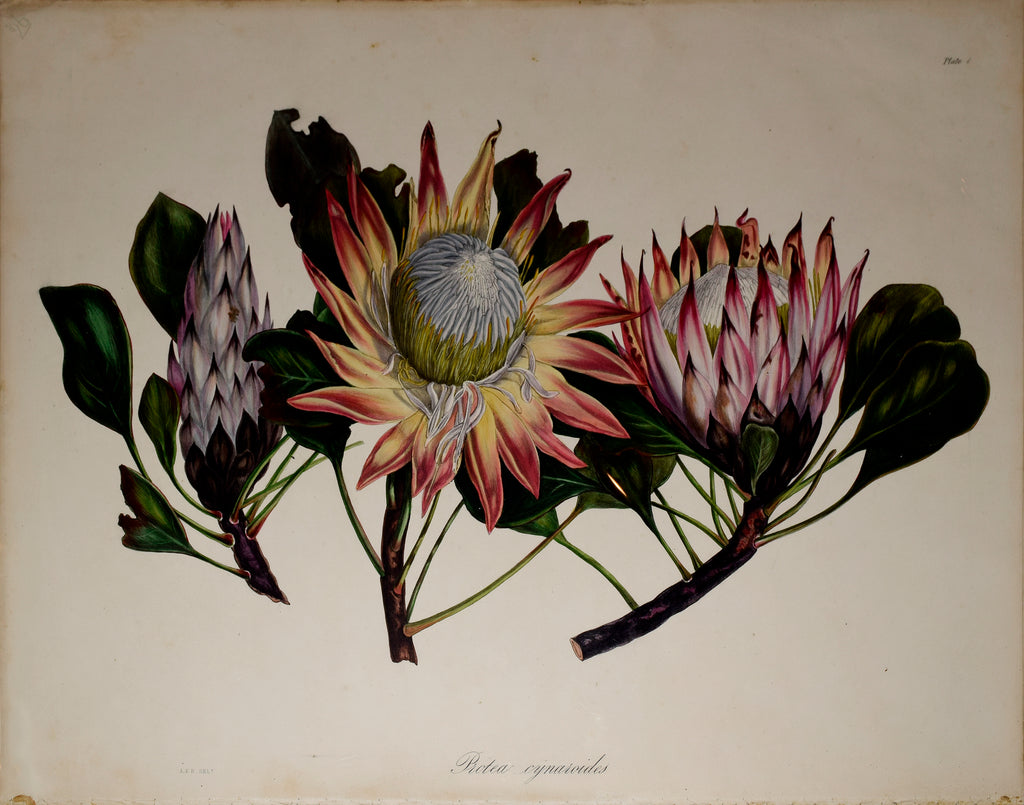 Arabella Elizabeth Roupell, Protea Cynaroides – Arader Galleries