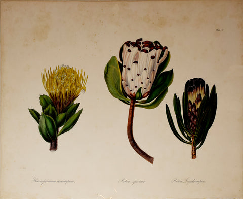 Arabella Elizabeth Roupell, Protea Speciosa