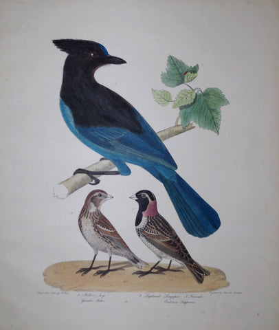 Alexander Wilson (1766-1813), Steller's Jay