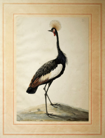 Sarah Stone (British, c. 1760-1844), Gray Crowned Crane (also known as the Grey African Crane)