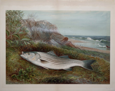 Samuel A. Kilbourne (1836-1881), Striped Bass