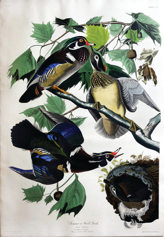 John James Audubon (1785-1851), Plate CCVI Summer or Wood Duck