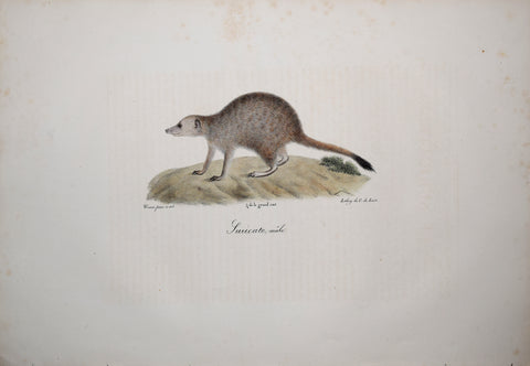 Frederic Cuvier (1769-1832) & Geoffroy Saint-Hilaire (1772-1844), Suricate - Male - Meerkat
