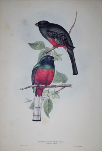 John Gould (1804-1881), Surucua Trogon