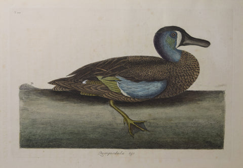 Mark Catesby (1683-1749), T100-The White-Face Teal