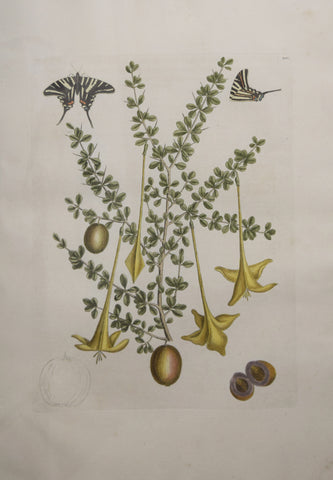 Mark Catesby (1683-1749), T100 Tree, butterfly