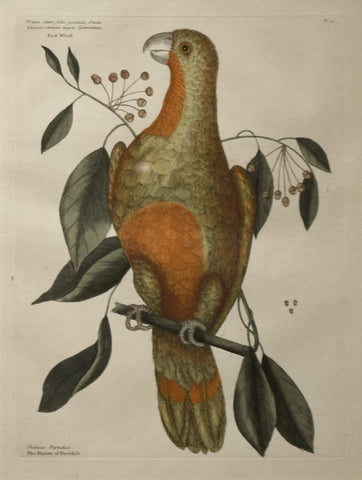 Mark Catesby (1683-1749), T10-The Parrot of Paradise of Cuba, Red-Wood