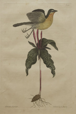 Mark Catesby (1683-1749), T50 The Yellow Breasted Chat
