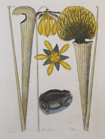 Mark Catesby (1683-1749), T69-The Land Frog, Pitcher Plants