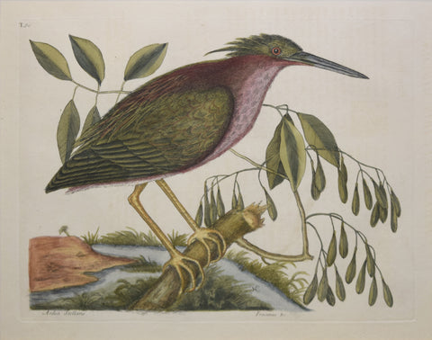 Mark Catesby (1683-1749), T80-The Small Bittern