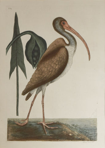 Mark Catesby (1683-1749), T83-The Brown Curlew