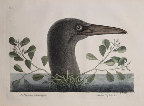 Mark Catesby (1683-1749), T86-The Great Booby
