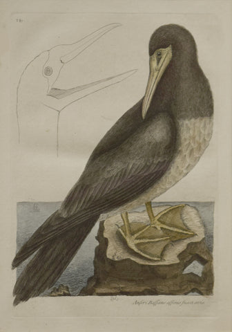 Mark Catesby (1683-1749), T87-The Booby