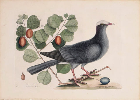 Mark Catesby (1683-1749), T 25- The White-crown'd Pigeon