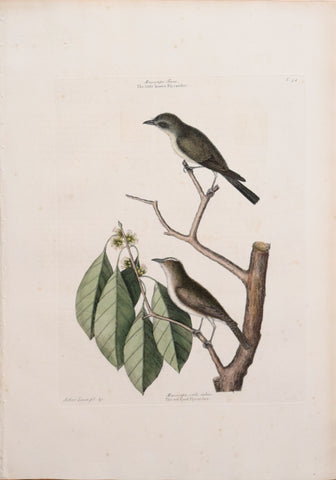 Mark Catesby (1683-1749), T 54-The Little Brown Fly-catcher and The Red eyed Fly-catcher