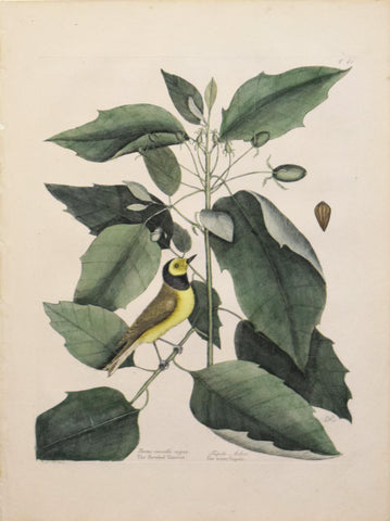 Mark Catesby (1683-1749), T 60- The Hooded Titmouse
