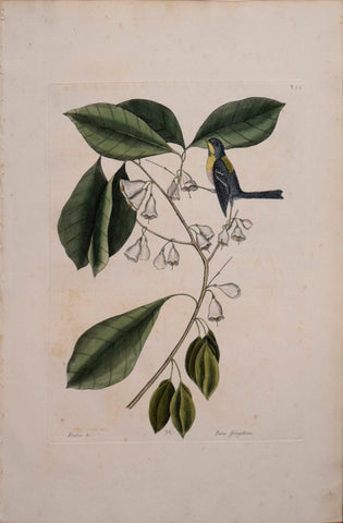 Mark Catesby (1683-1749), T 64-The Finch-Creeper