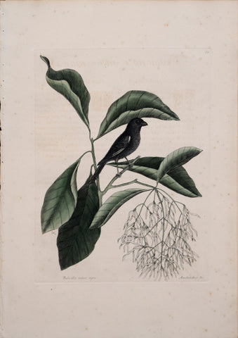 Mark Catesby (1683-1749), T 68-The Little Black Bullfinch