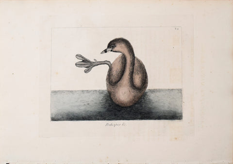 Mark Catesby (1683-1749), T 91-The Pied-Bill Dopchick