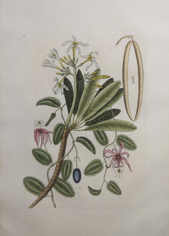 Mark Catesby (1683-1749), T93- Shrub, Passion-flower