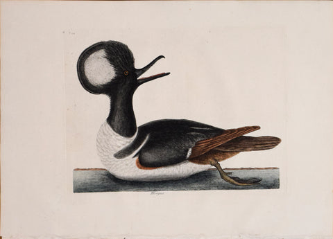 Mark Catesby (1683-1749), T 94- The Round-Crested Duck