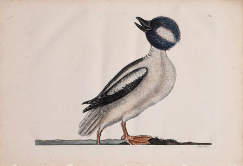 Mark Catesby (1683-1749), T 95- The Buffel's Head Duck