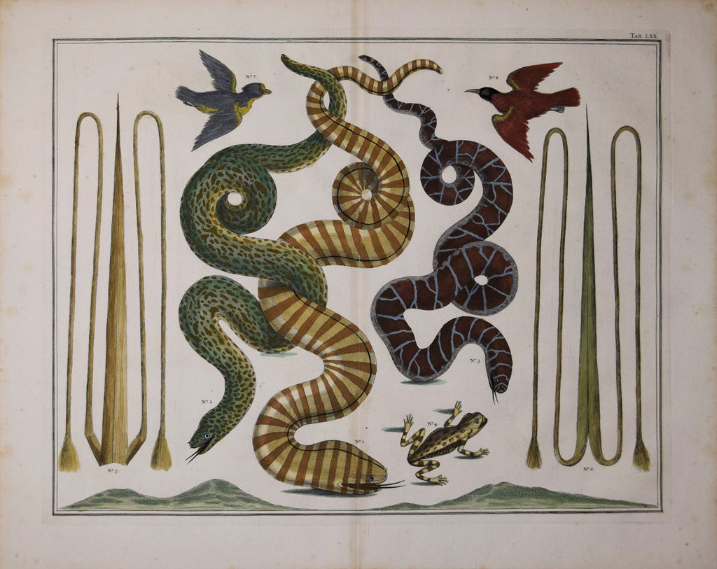 Albertus Seba Locupletissimi Rerum Naturalium Engraving – Arader Galleries
