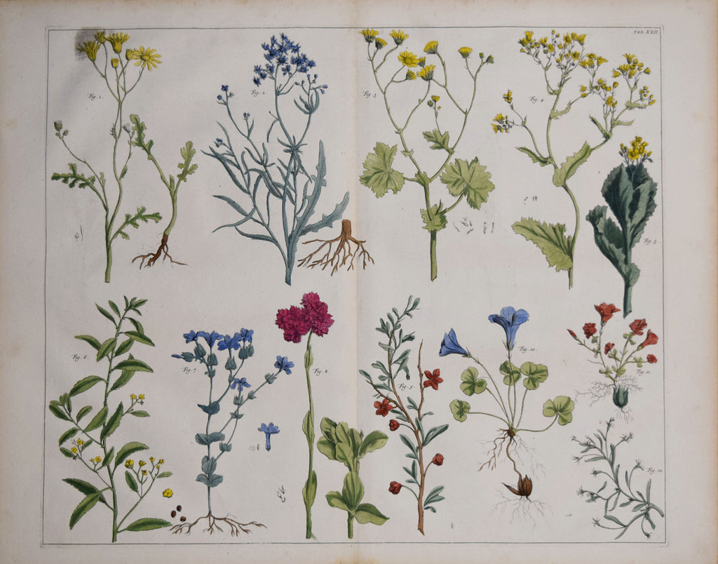 Albertus Seba Locupletissimi Rerum Naturalium Engraving – Arader Galleries