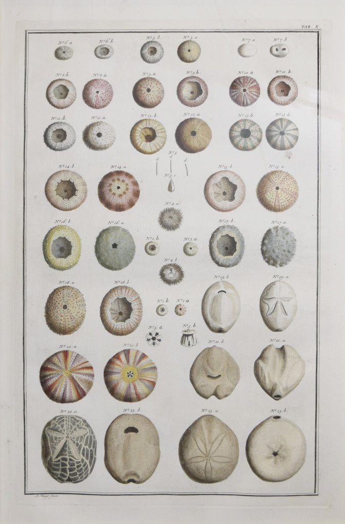 Albertus Seba (1665-1736), Tab X – Arader Galleries