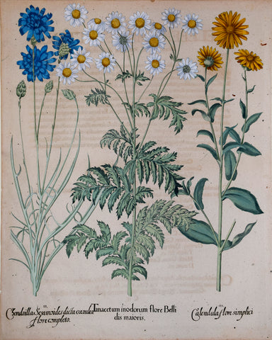 Basilius Besler (1561-1629), Tanacetum inodorum flore Belli dis maioris