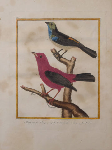 Francois Nicolas Martinet ( b. 1731), Tangara du Mexique appele le Cardinal Pl 127