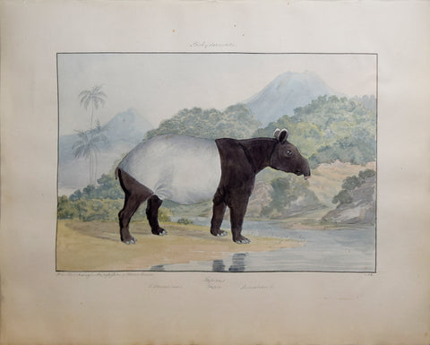 Charles Hamilton Smith (1776-1859), Tapir of Sumatra