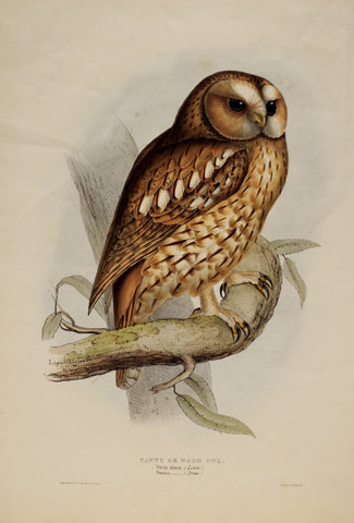 John Gould (1804-1881), Tawny or Wood Owl