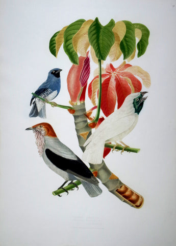 Jean Théodore Descourtilz (1796-1855), Tersina Coerulea 27