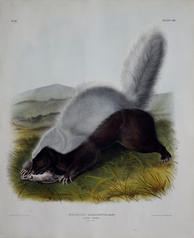 John James Audubon (1785-1851) & John Woodhouse Audubon (1812-1862), Texan Skunk Pl. LIII