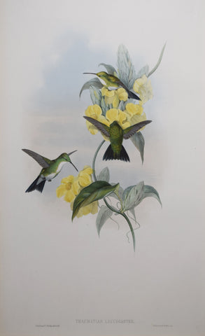 John Gould (1804-1881), Thaumatias Leucogaster