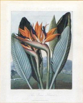 Robert John Thornton (1768-1837), The Queen Flower