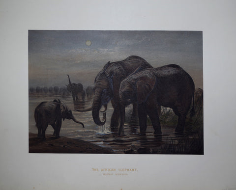 Joseph Wolf (1820-1899), The African Elephant
