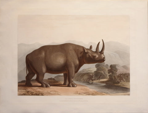 Samuel Daniell (1775-1811), The African Rhinoceros