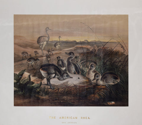 Joseph Wolf (1820-1899), The American Rhea