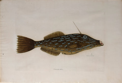 Mark Catesby (1683-1749), The Bahama Unicorn Fish, T19