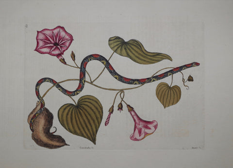 Mark Catesby (1683-1749), The Bead-Snake P60