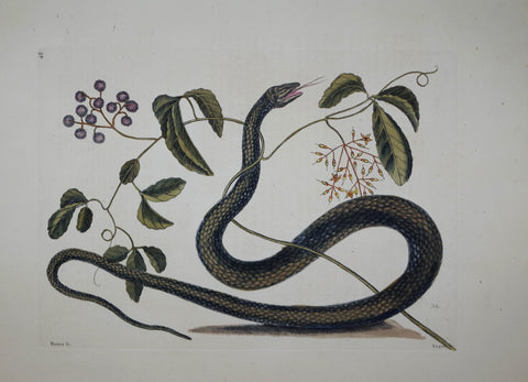 Mark Catesby (1683-1749), The Black Snake P48