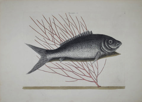 Mark Catesby (1683-1749), The Bone Fish T13