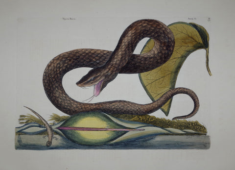 Mark Catesby (1683-1749), The Brown Viper P45