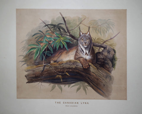 Joseph Wolf (1820-1899), The Canadian Lynx