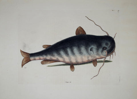 Mark Catesby (1683-1749), The Catfish P23