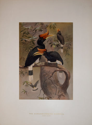 Joseph Wolf (1820-1899), The Concave-Casqued Hornbill