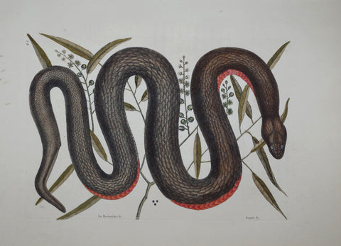 Mark Catesby (1683-1749), The Copper-Bellied Snake P46